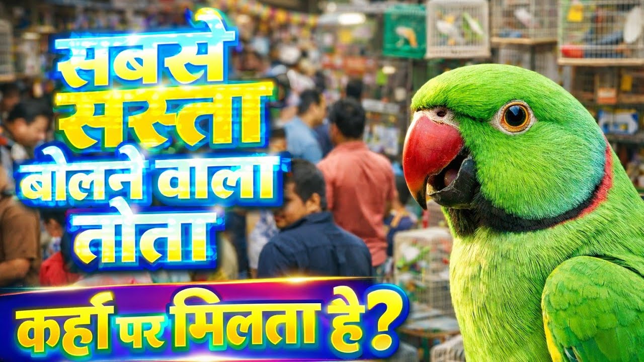 सबसे सस्ता बोलने वाला तोता कहा मिलता है। Most Cheapest Price Parrots In India #parrotmarket 