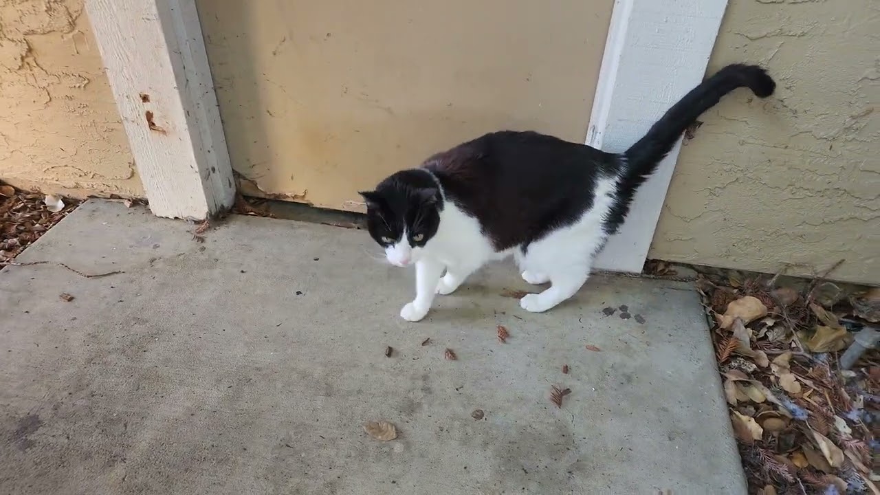 [1472] Shark walking around outside