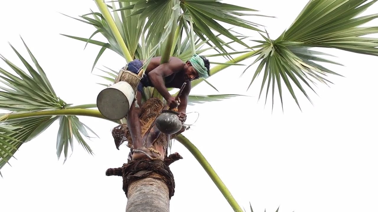 20 வருடமாக சுத்தமான பதநீர் விற்கும் இயற்கை மனிதர் - சிலிர்க்க வைக்கும் நேரடி இயற்கை காட்சிகள்