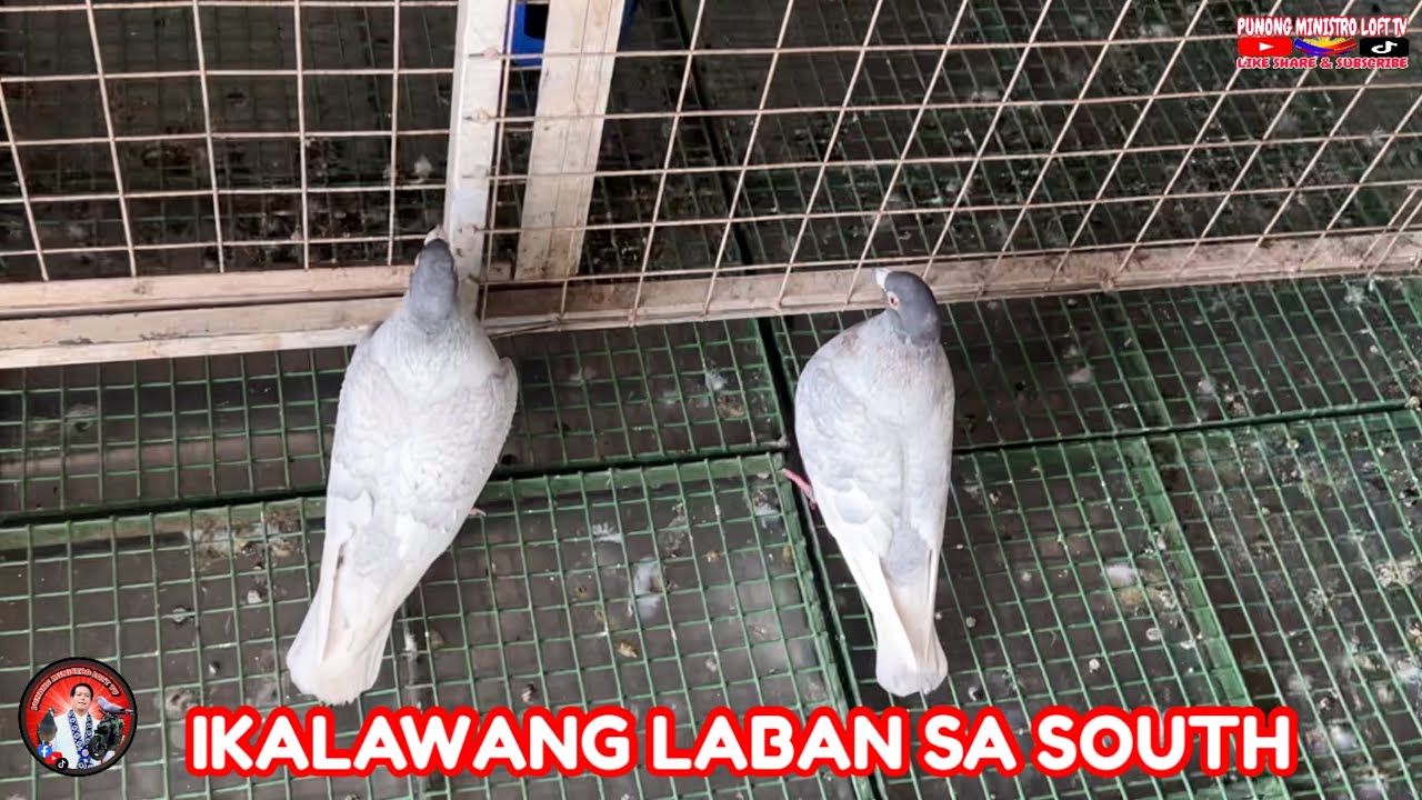 EP1192 SIMULA NA LABAN SA LIBO LIBONG KALAPATI SA BBC SOUTH!
