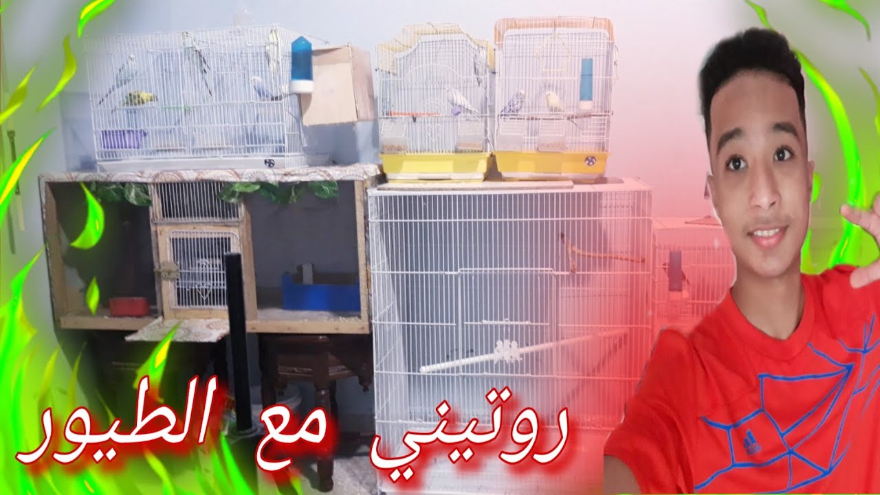 روتيني اليومي | مع طيورى المفضلة طيور البادجي و الكنارى