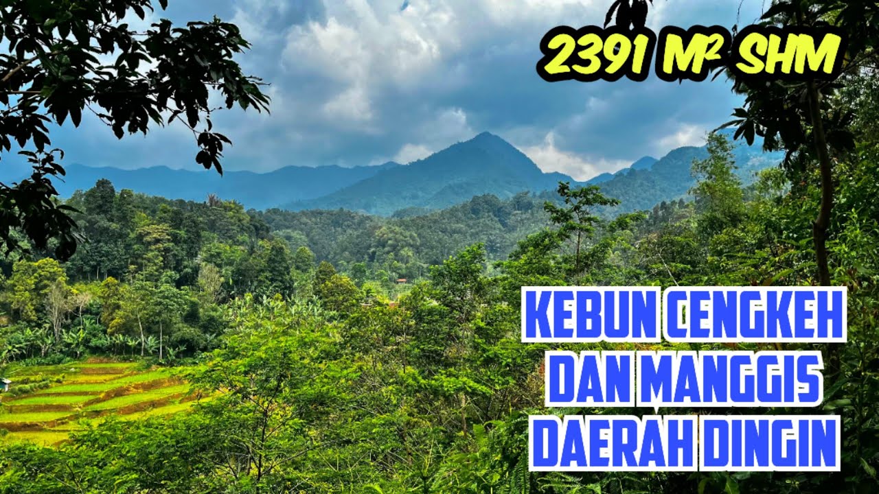 Jual Tanah Kebun Cengkeh dan Manggis Rp 350 Jt Pinggir Jalan Diatas Bukit 2391 m2 Pemandangan Bagus
