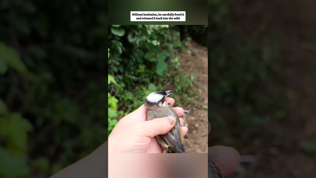 True rescue moment #rescue #birds