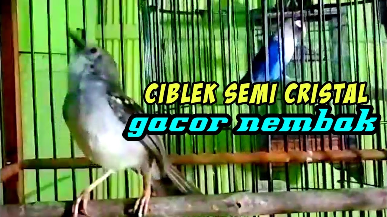 ciblek semi Cristal GACOR nembak cepat memancing agar CIBLEK GACOR.