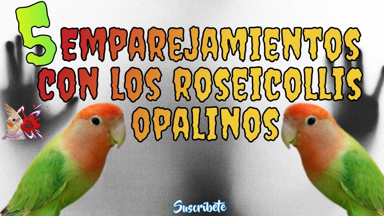 ¿ Como Emparejar Tus 😏 Roseicollis Opalinos ?