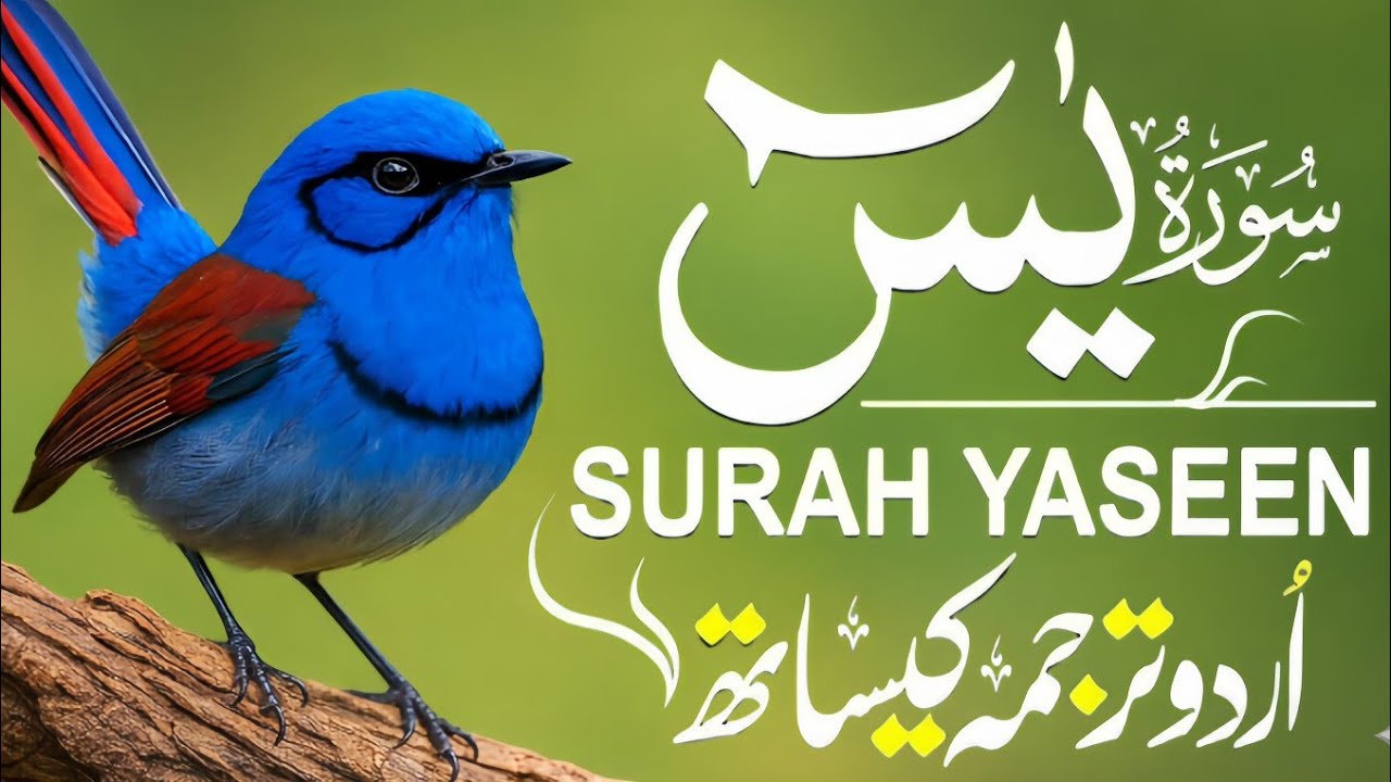 Surah Yaseen With Urdu Translation By Qari Mansoor Ghaznawi I Urdu And Hindi Tarjuma Episode 131