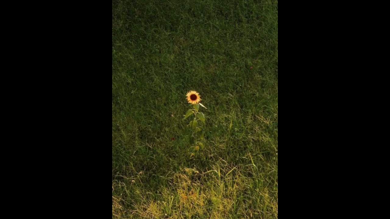 (FREE) - alex g type beat 