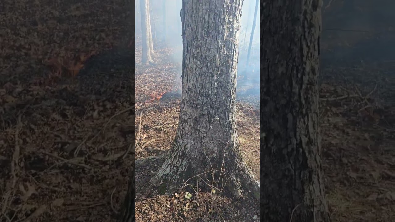 Step by step NW GA TSI for habitat and wildlife management.  Low lying mixed forest. 