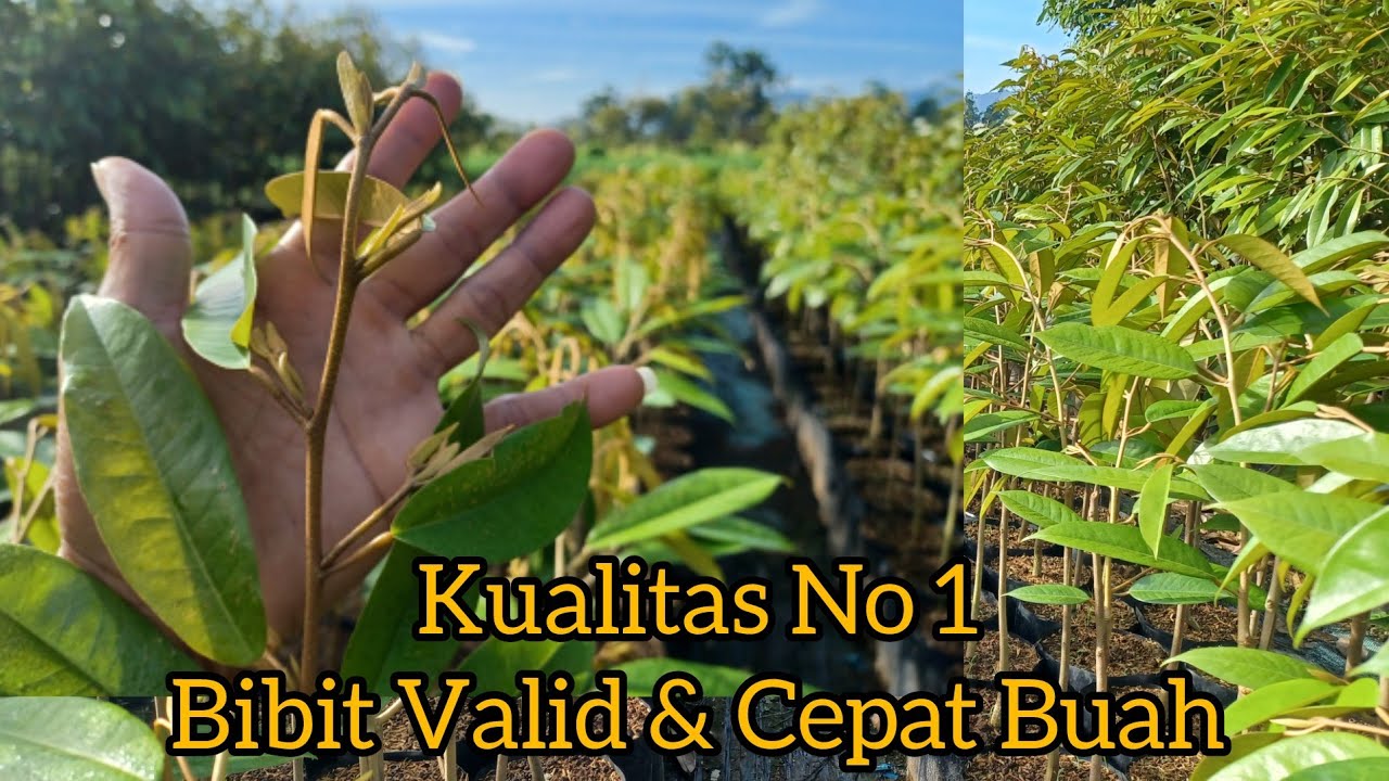 Bibit Valid - Bibit Subur - Bibit Durian Premium Ochee