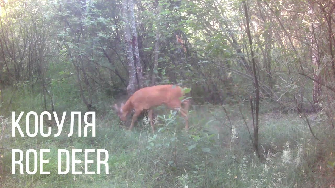 Male roe deer in early summer | The world of nature