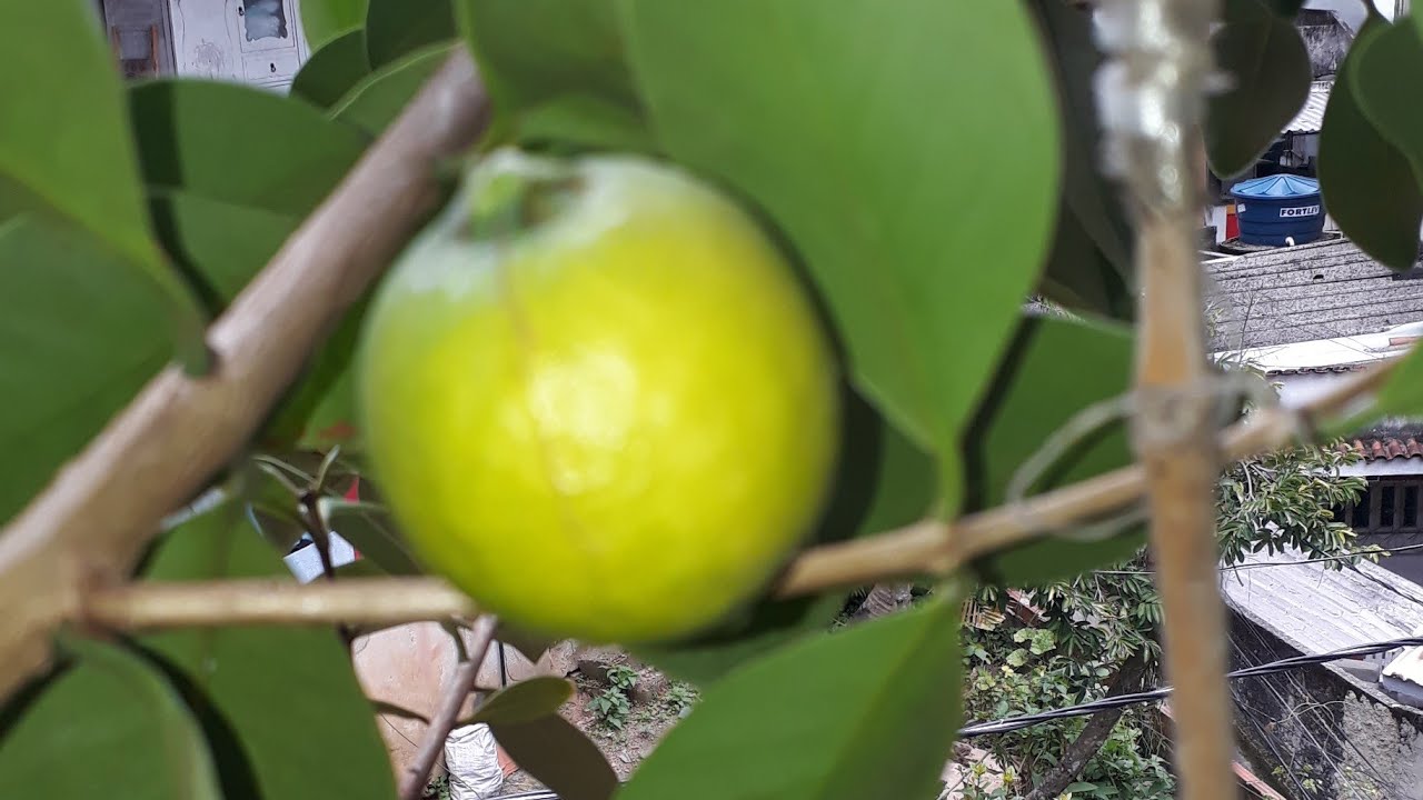 Araçá amarelo em vaso não para de produzir