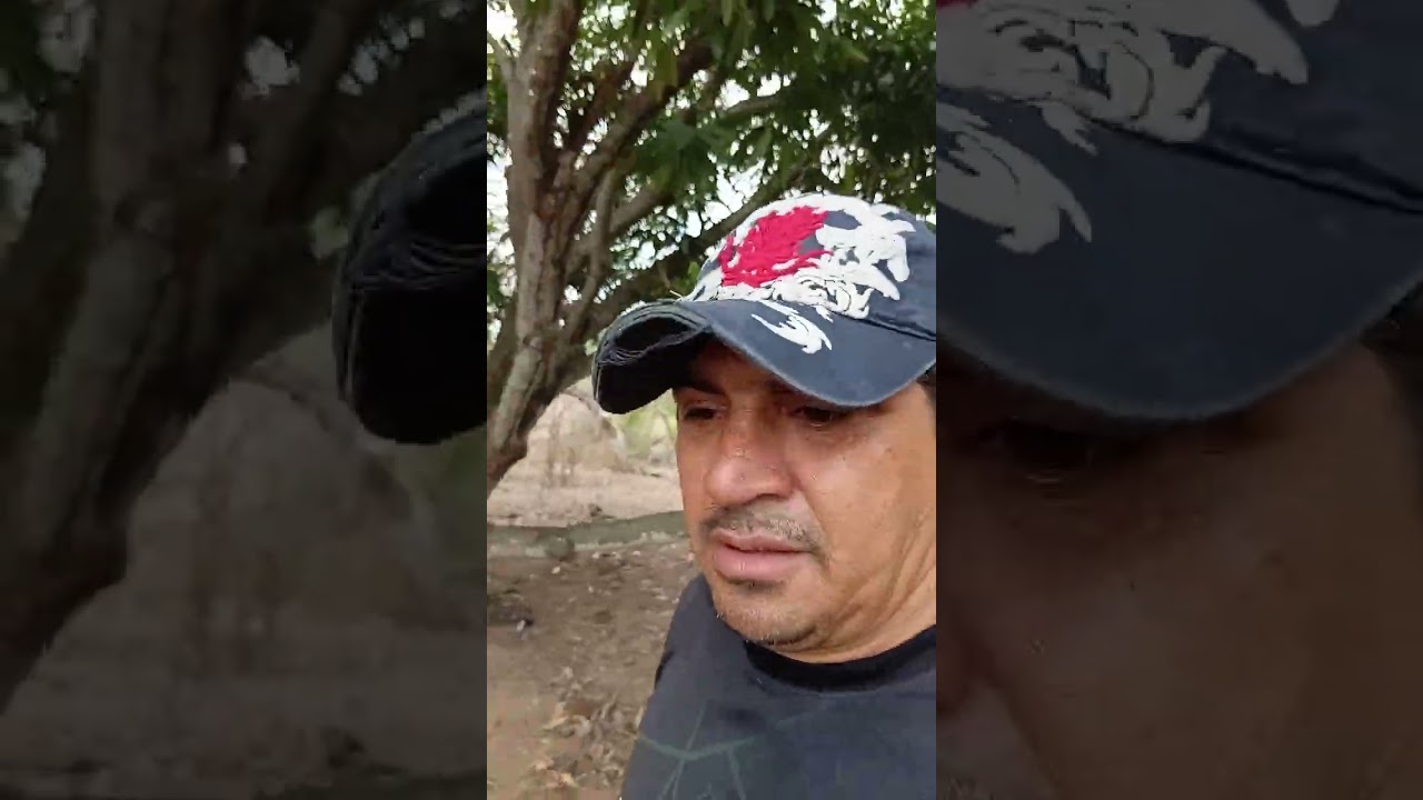 Uns antigos cajueiro das décadas de 90