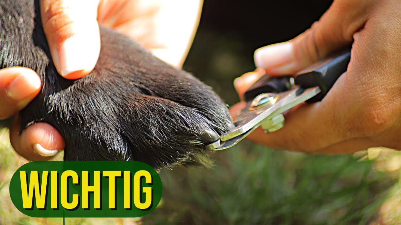 Wichtig! Wie und warum Krallen schneiden.