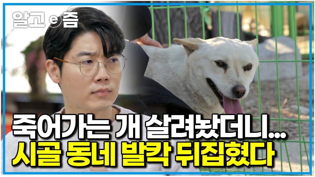 죽어가던 유기견 살려준 식당 사장님, 그 후 마을에 벌어진 충격적 변화｜세상에 나쁜 개는 없다｜알고e즘