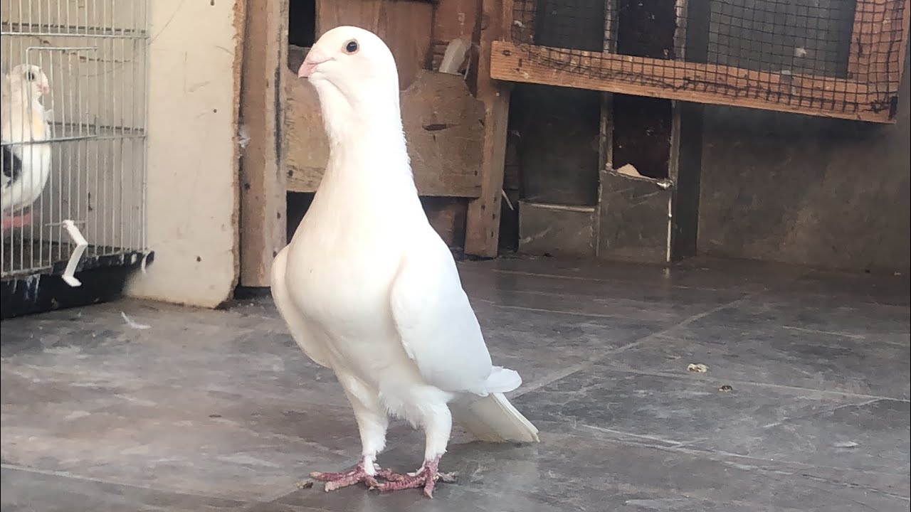 Beyaz Adana güvercini