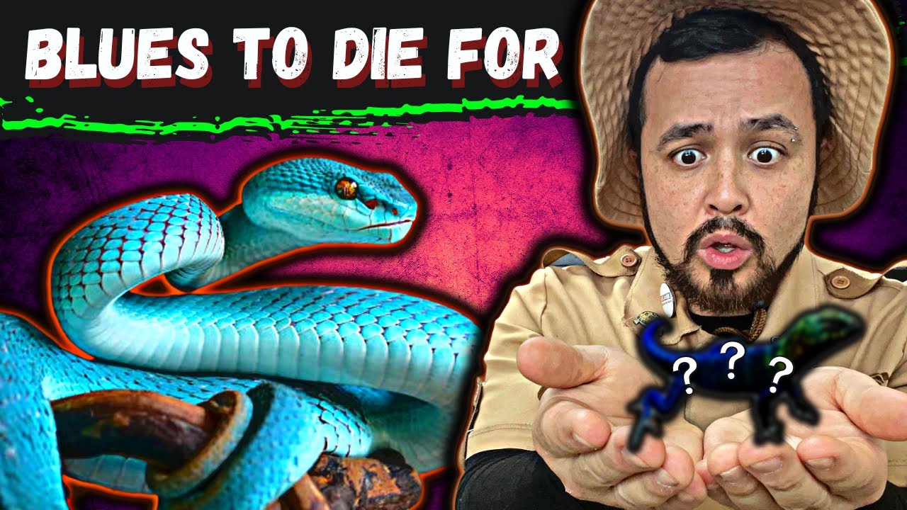 Top 5 Blue Reptiles That Are Simply Breathtaking