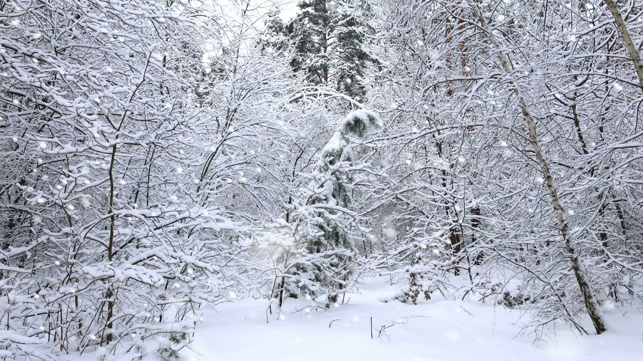 Лес, зима, снег ❄️🌲Расслабляющая музыка снимает стресс, тревогу и депрессию, глубокий сон 4К 😌