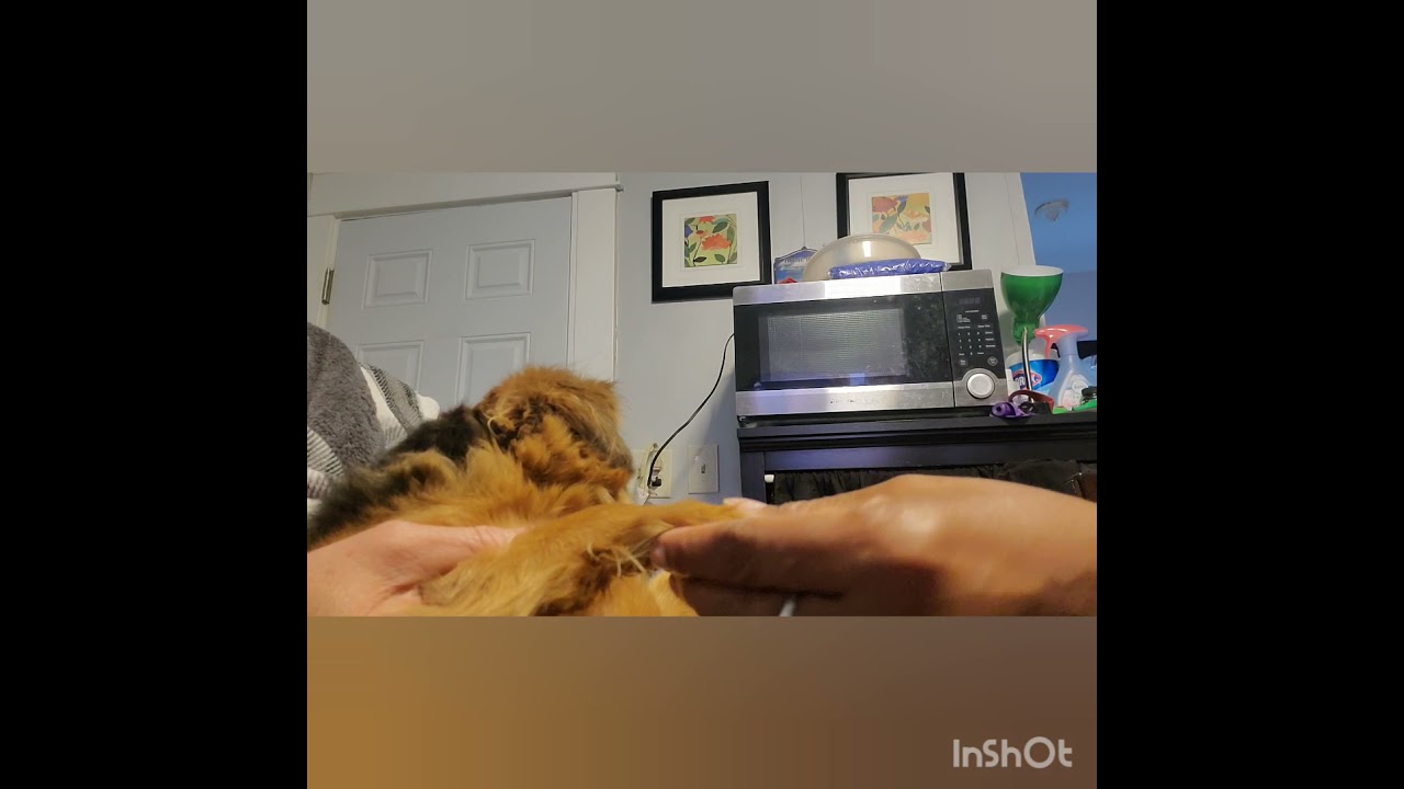 how to remove glue trap glue from puppy's paw..my poor baby