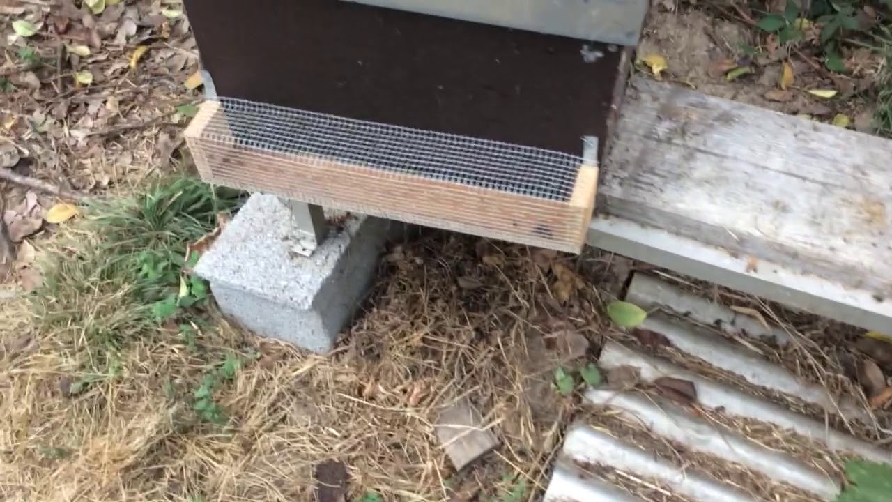 Arpa eléctrica concluída - STOP Vespa Velutina