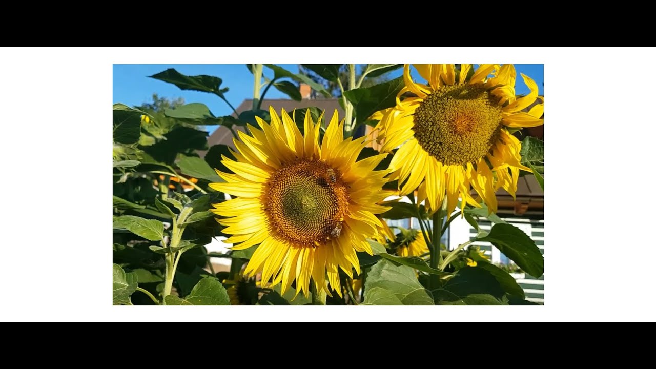 Пчеловодство без варроа, кислот и химии? Просто. Достаточно ответить 15 раз «ДА» на 15 вопросов.