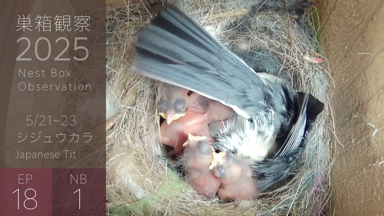 孵化後3~5日目🐣暑すぎる・・シジュウカラの雛たち、くぼみの中でかき混ぜられ続ける・・笑【巣箱観察2025/第18話】