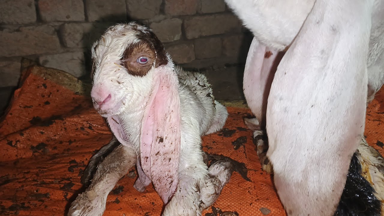 Newborn Twin Goat Babies 🐐🐐💕 | Their First Day Is So Adorable!