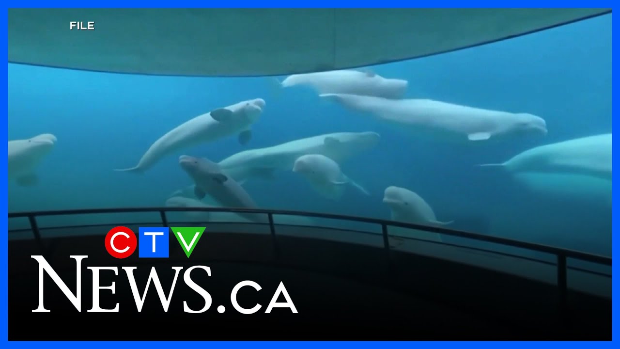 Whale sanctuary in N.S. offers help to Marineland