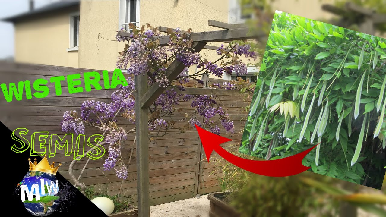 SEMER DE LA GLYCINE / WISTERIA #wisteria #diymiw