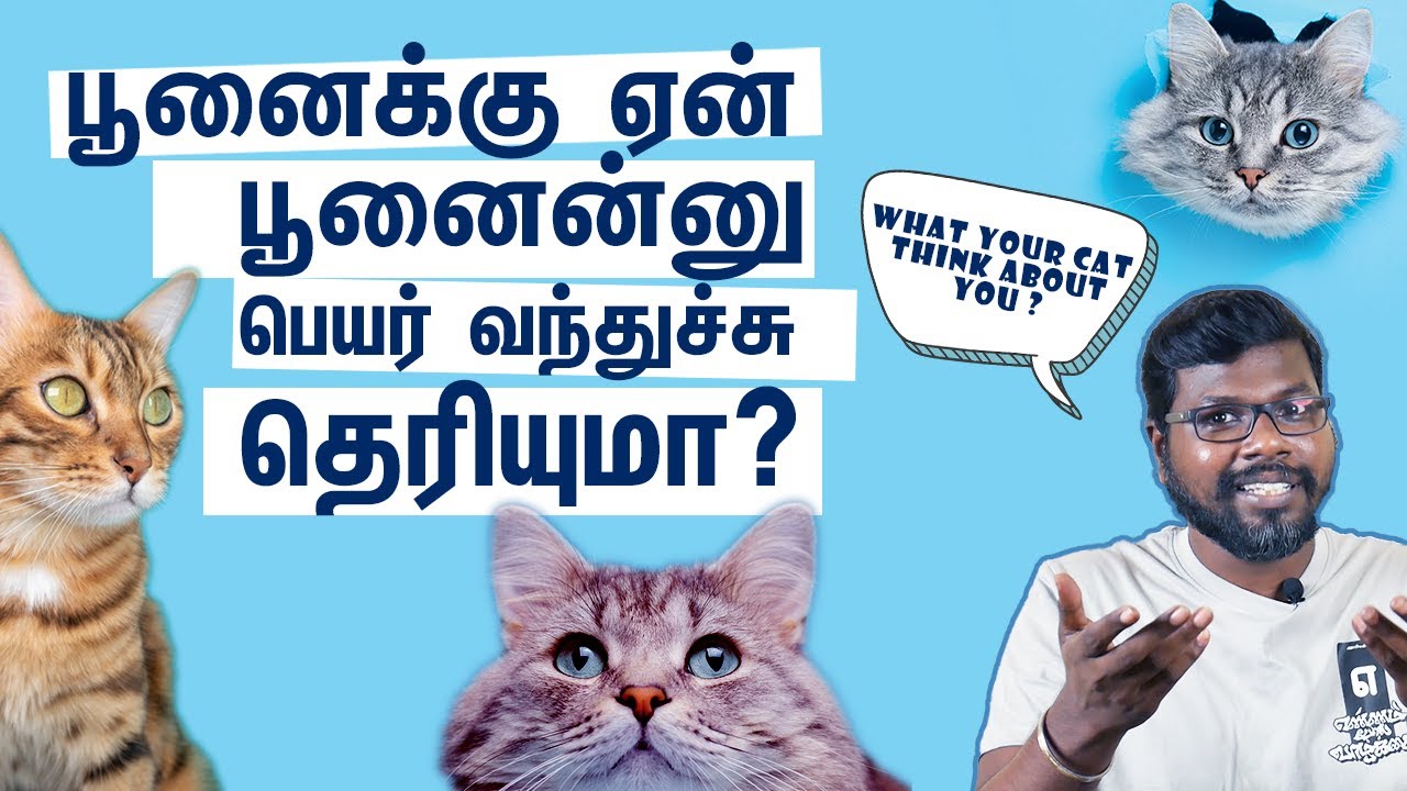 Decoding how cats communicate with us|நம்மை அடிமைகளாக பார்க்கும் பூனைகள் |BigBang Bogan