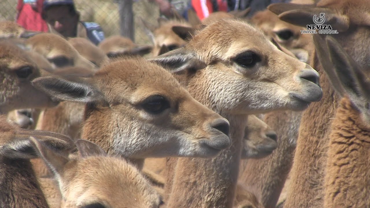 Chaqo de Vicuña en Pomacanchi
