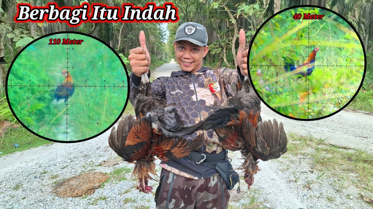 BERBURU AYAM HUTAN SAWIT 260301 || Berbagi Itu Indah