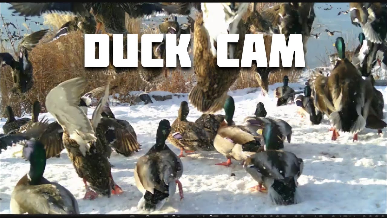 Duck Cam- Furry of Wild Ducks Feeding