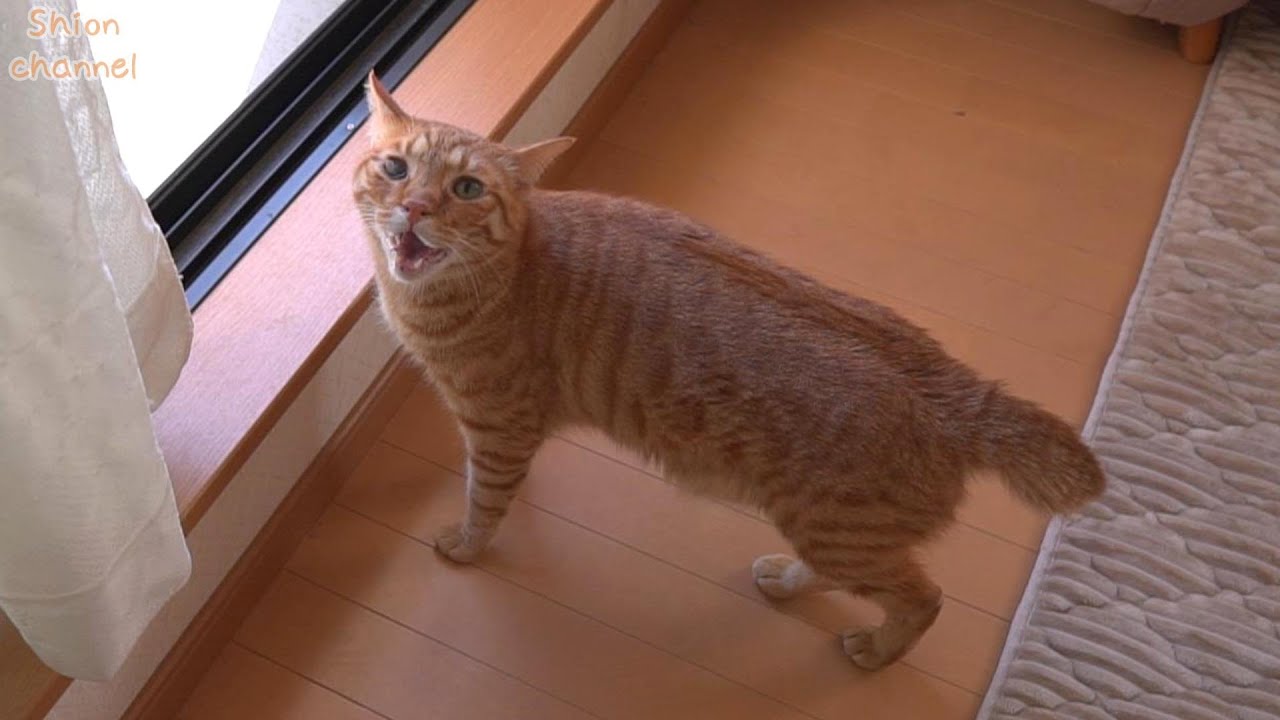 猫が必死に鳴いているので様子を見に行ってみると…