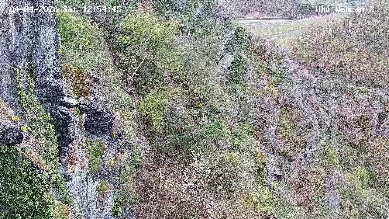 Uhu Webcam 2 (Ahr) – Live-Stream von EGE – Gesellschaft zur Erhaltung der Eulen e.V.