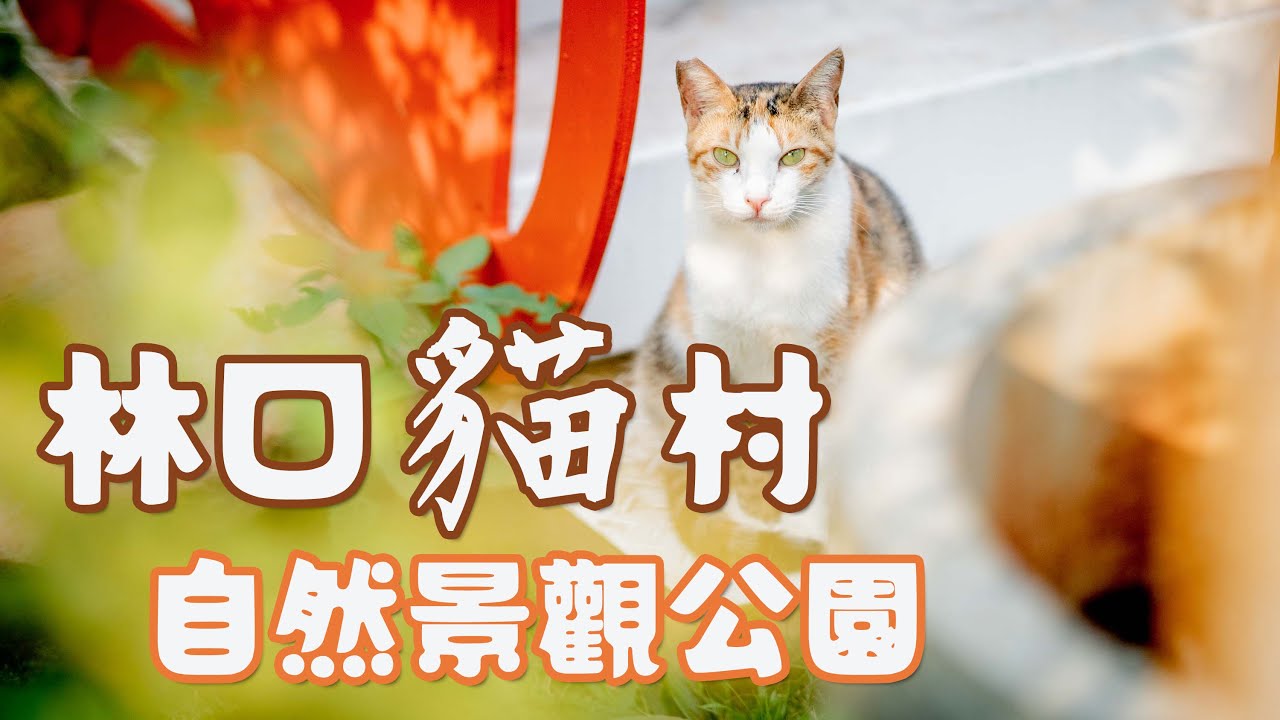 「貓村—和自然共生」林口共生園區 | 