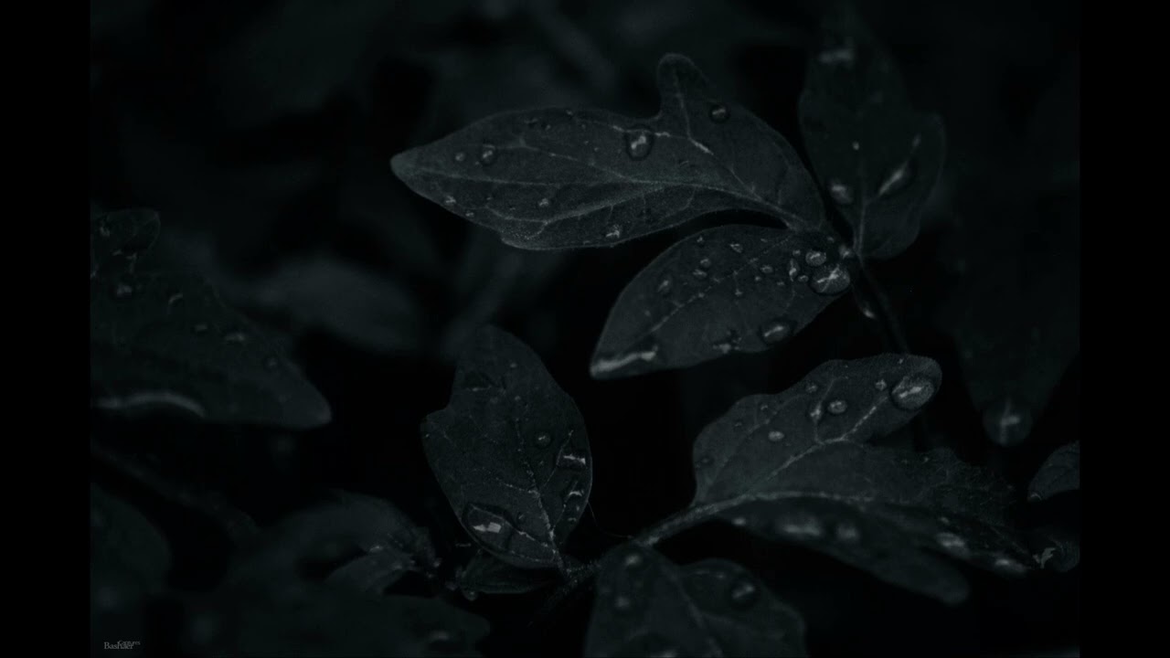 Nitza - The Past
