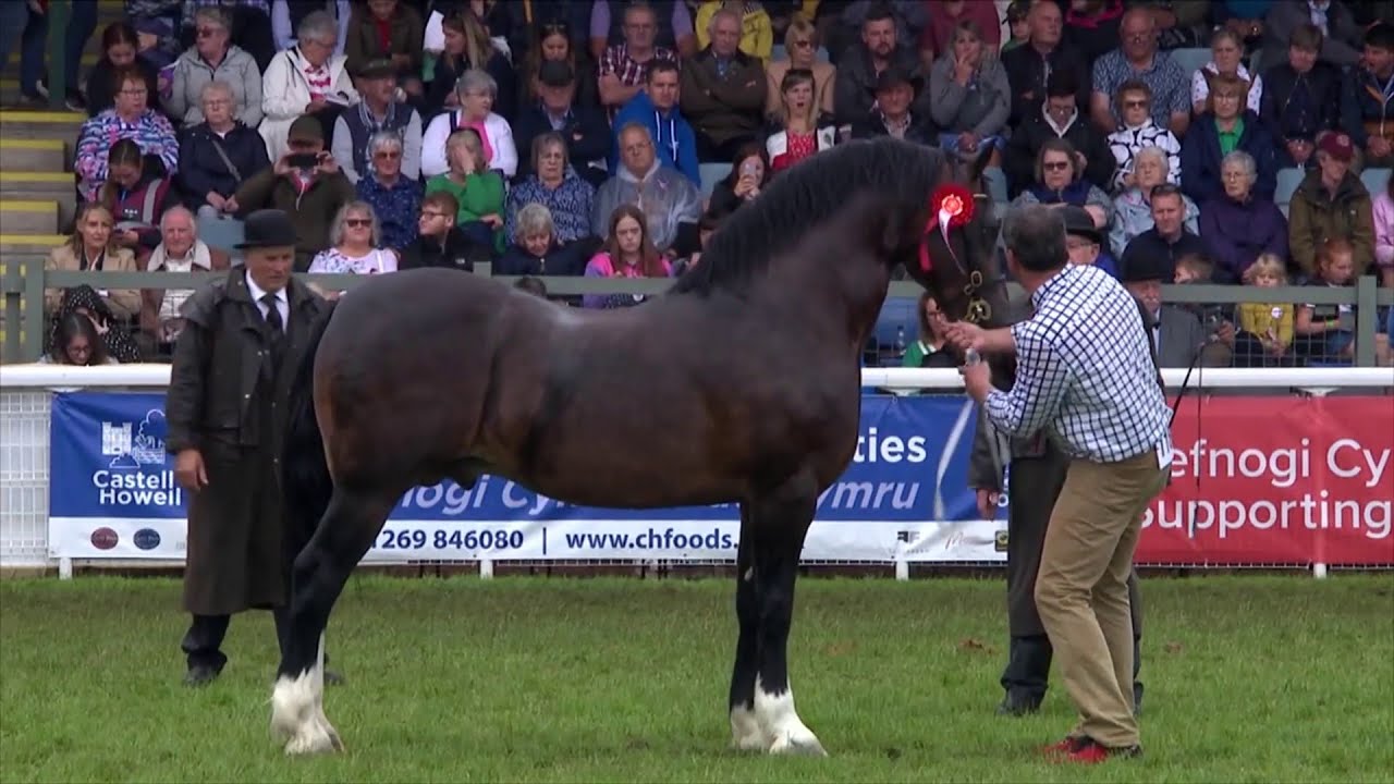 Cobiau Cymreig - Pencampwriaeth Meirch | Welsh Cobs - Stallion Championship