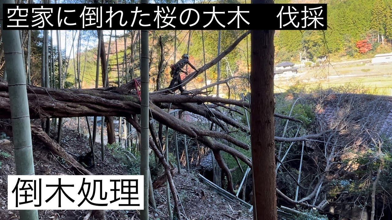 【倒木処理】空家に倒れた桜の大木　伐採