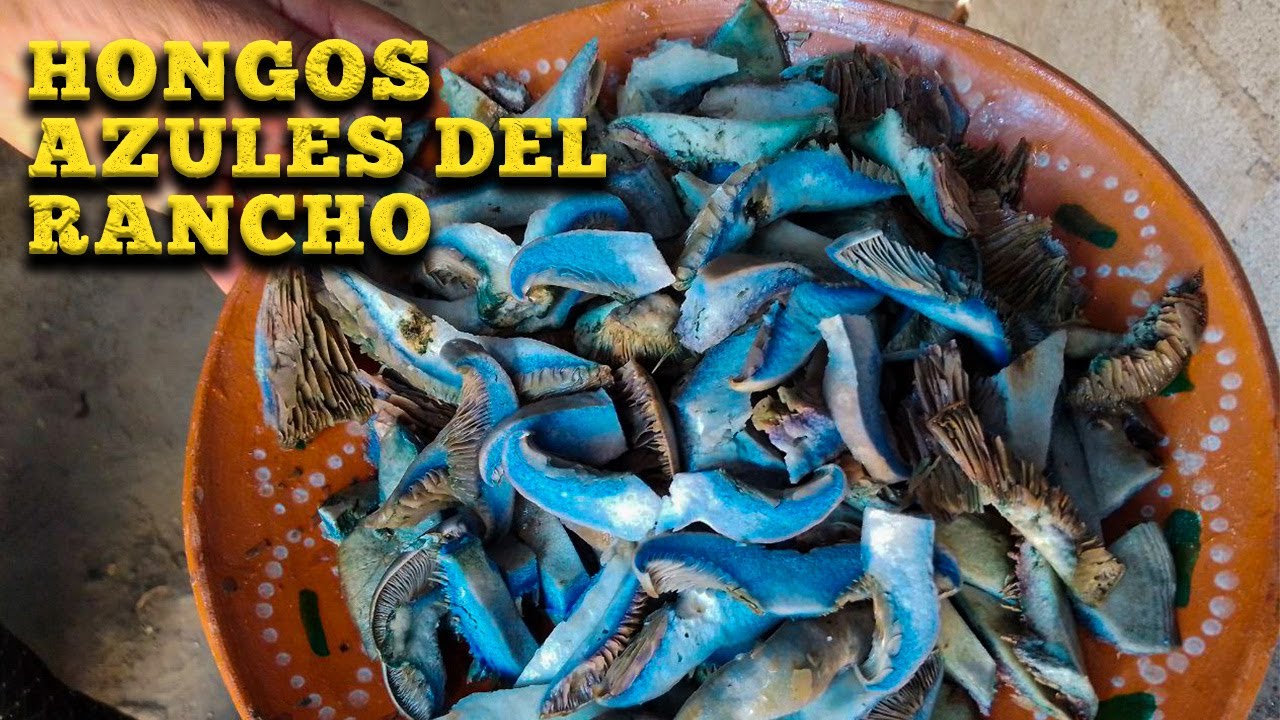 Los Mejores HONGOS AZULES desde el rancho