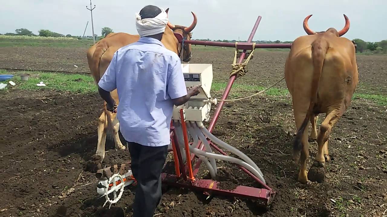 Seed drill on ox