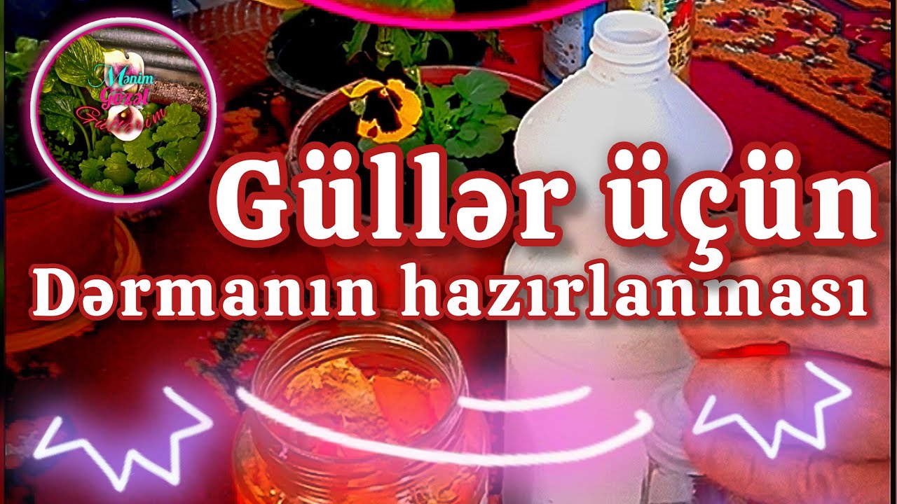 Kalanşo gülündə olan bitleri dəf edən dərmanın hazırlanması @menimgözelgüllerim #flowers #güllər