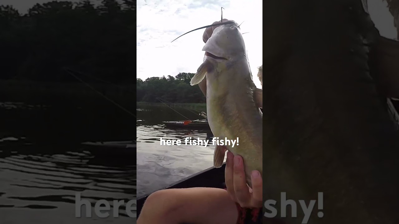 Well I&rsquo;ve got my rod and I&rsquo;ve Got My Bait #fishing #carpworld #carp #funny #fish #carpfishing #big