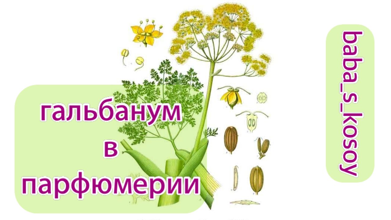 гальбанум в парфюмерии