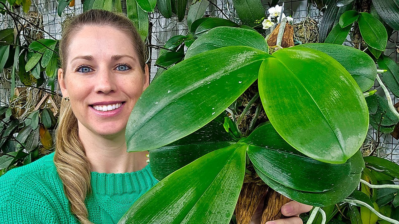 Como ENRAIZAR uma ORQUÍDEA de forma simples sem precisar de ENRAIZADOR