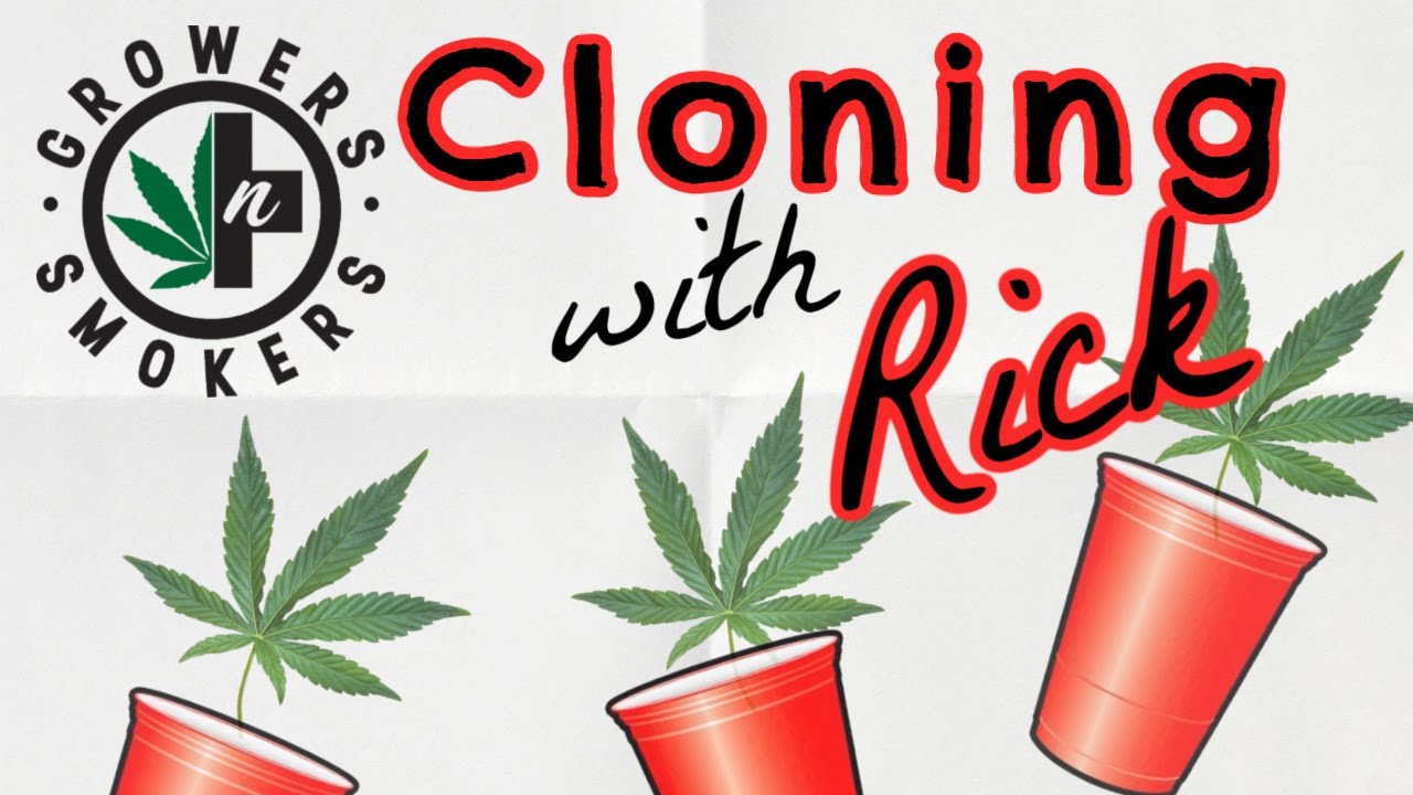 Simple Cannabis cloning technique by Growers n' Smokers with 100% success rate