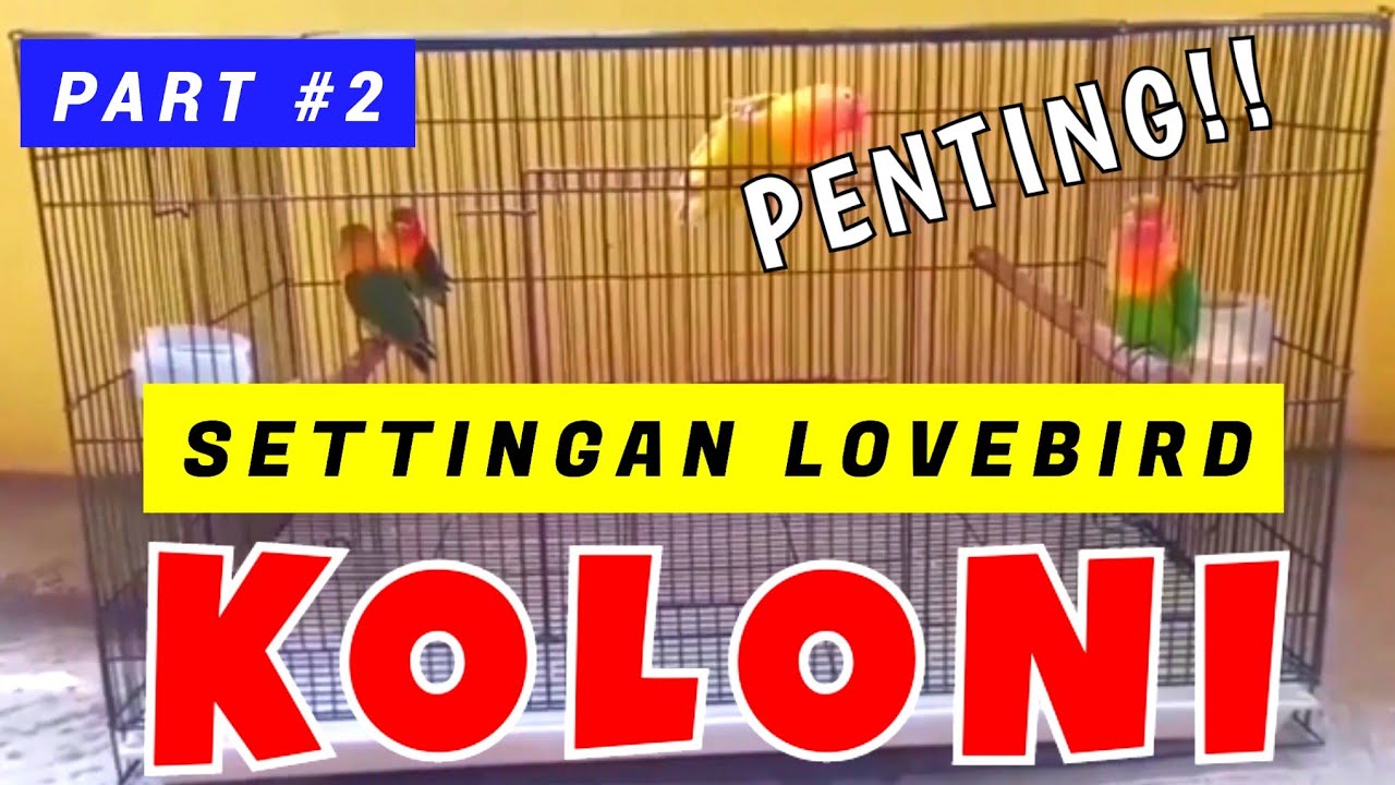 Settingan Koloni Lb Betina Dewasa || Hal Penting Harus Diperhatikan Settingan Lovebird Koloni