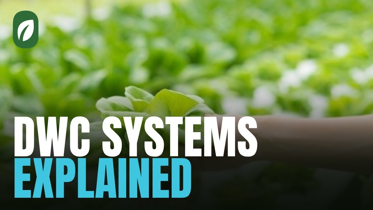 Deep Water Culture Systems Explained