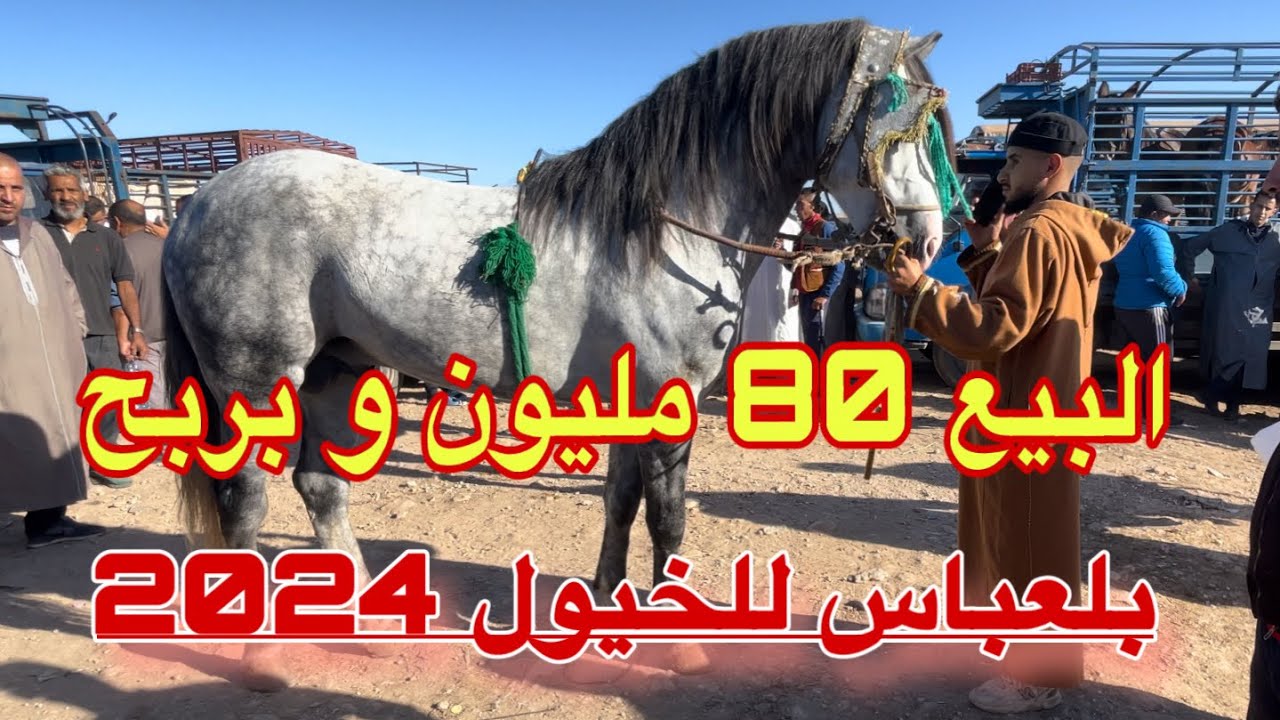 عود طالب فيه 80 مليون يلعب الڤلبة و التمراد/ إرتفاع في أسعار الخيول هذا الأسبوع من سوق بلعباس للخيول