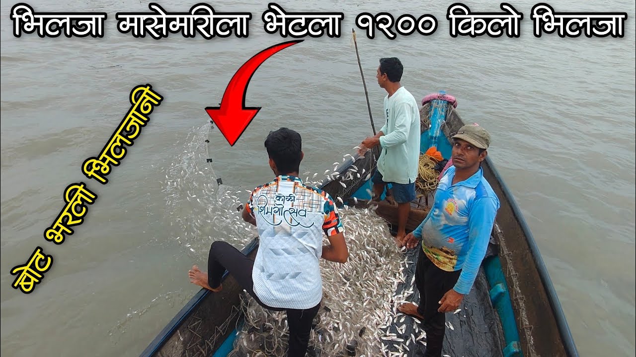 बोट भरली भिलजा माशांनी. नुसता माशाचा पाऊस 🐟😱#fishing #fish #fishingvideo #bhilja #netfish #kokan