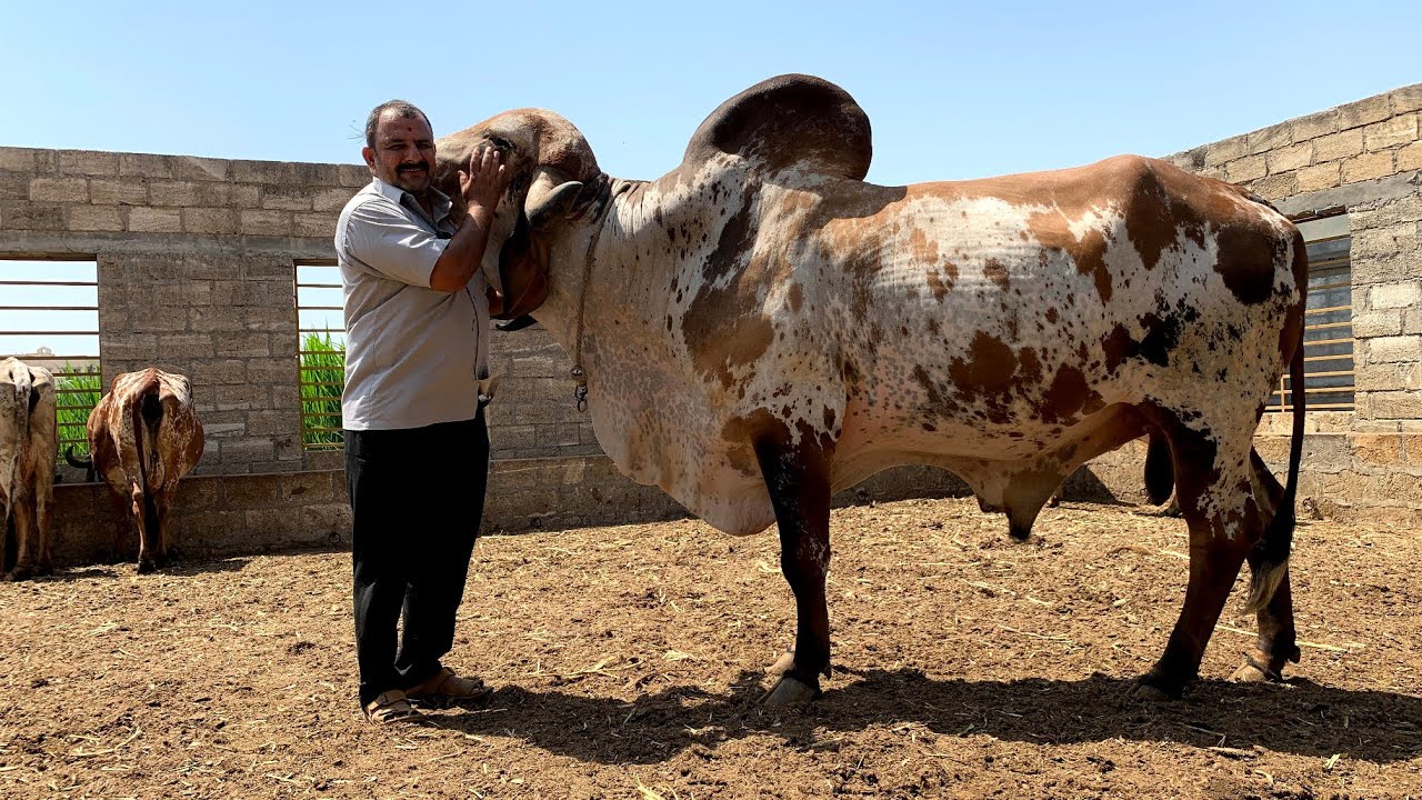 madhav gir bull shree hari gir gaushala maliya hatina